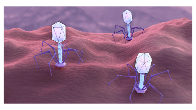 Image of bacteriophage viruses